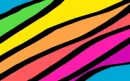 Rainbow Zebra