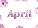 pink daisies april
