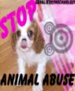 animal abuse