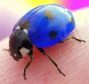 Blue Ladybug