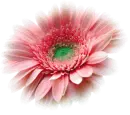 Pretty Flower