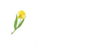 Daffodil Pen Yellow - Aletha