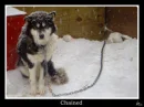 animal abuse