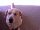 Dog Meditating
