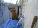 Puppy in the old bed