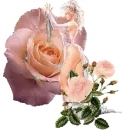 pink Rose Lady