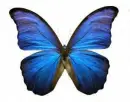 Blue butterfly