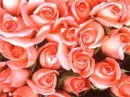 Pink roses