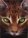 Warriorcats