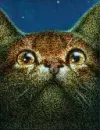 Warriorcats