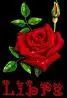 Red rose Libra