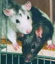 rats