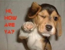 hi, how are you