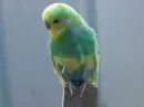parakeet