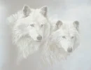 White Wolves