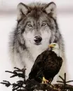 wolf and eagle