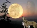 wolf in the night