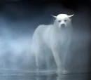 mist wolf