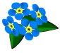 blossom forget me not