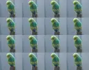 repeating parakeet