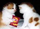 mean cat