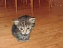 scary cat