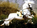 Pretty  White Horse