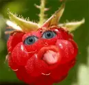 klubnicka