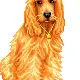 cute dog