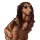 cute  dog