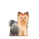cute doggy