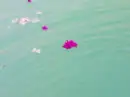 Flowers in Water