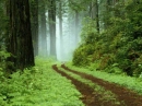 woods pathway