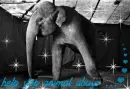 help stop animal abuse