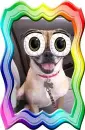 bug eyed puppy