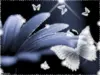 Butterfly glitz