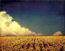 sunflower field