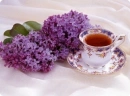 purple spring flowers
