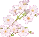 cherry blossom