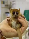 Baby Lemur!