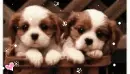kawaii puppies