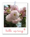 spring