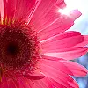 pink flower