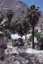 oasis