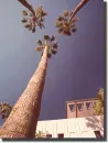 3 palms