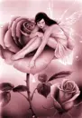 pink rose fairy
