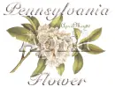 pennsylvania Mountain Laurel flower april