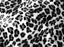 leopard BP