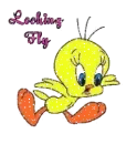Looking Fly