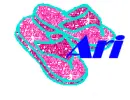 Ari (flipflops)